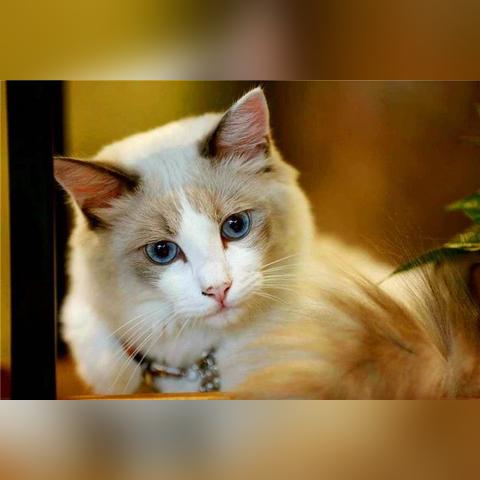 猫咪世界探索，最新官方网来袭！