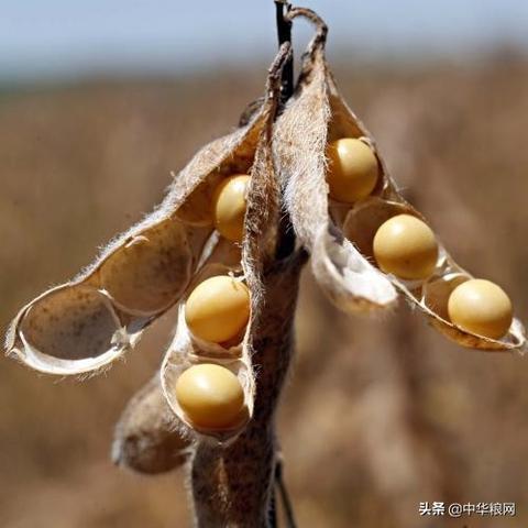 哈尔滨最新拍卖资讯全面解析