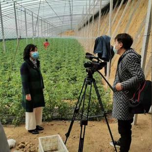 莱州生姜价格走势及分析