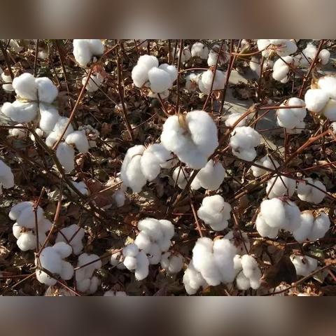 棉籽价格走势分析及市场前景展望